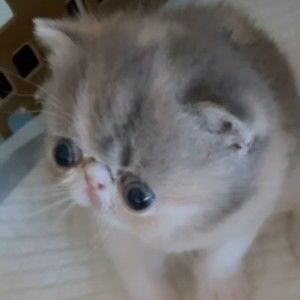 Meet your Posher, Natalia